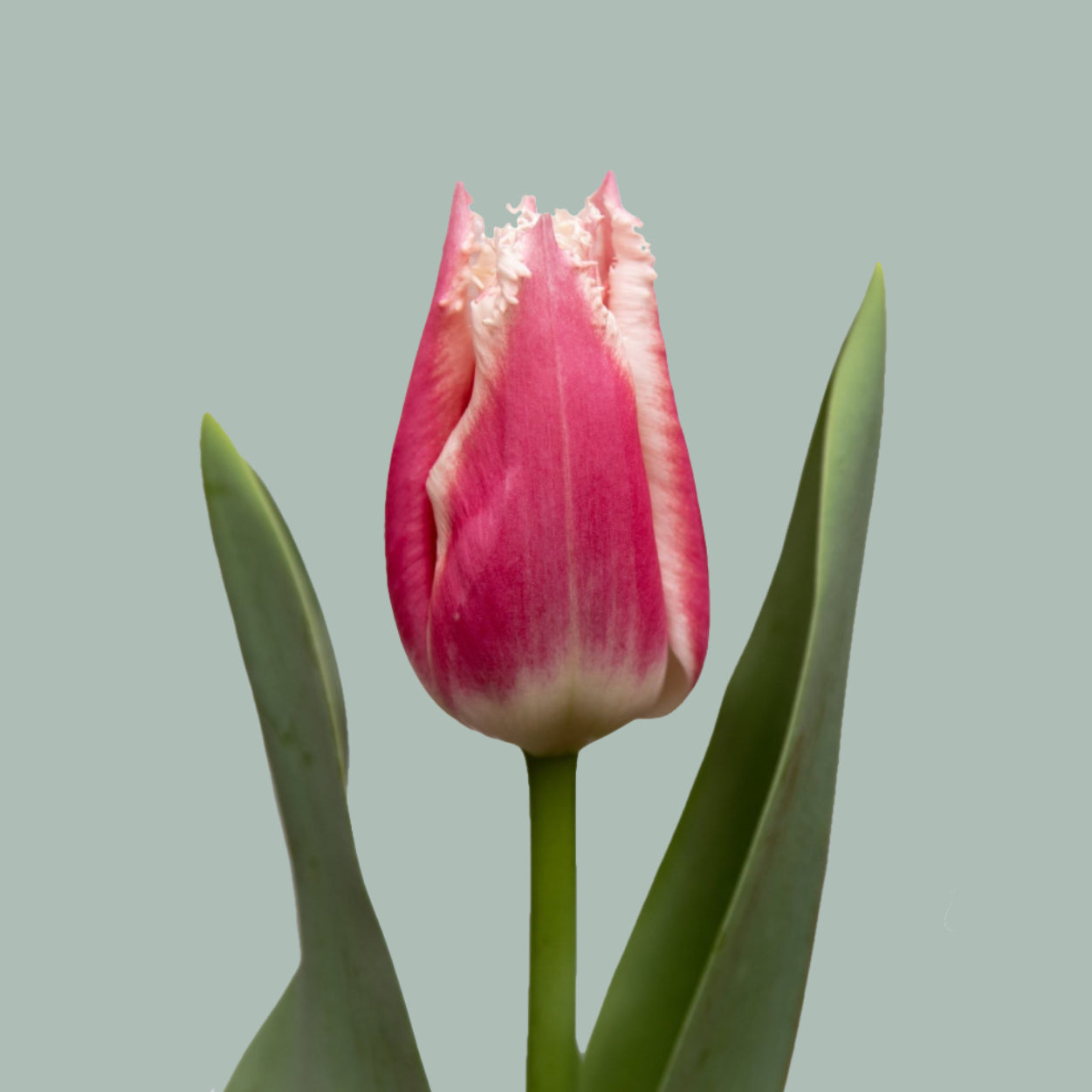 Tulip Bell Song (50 Stems)