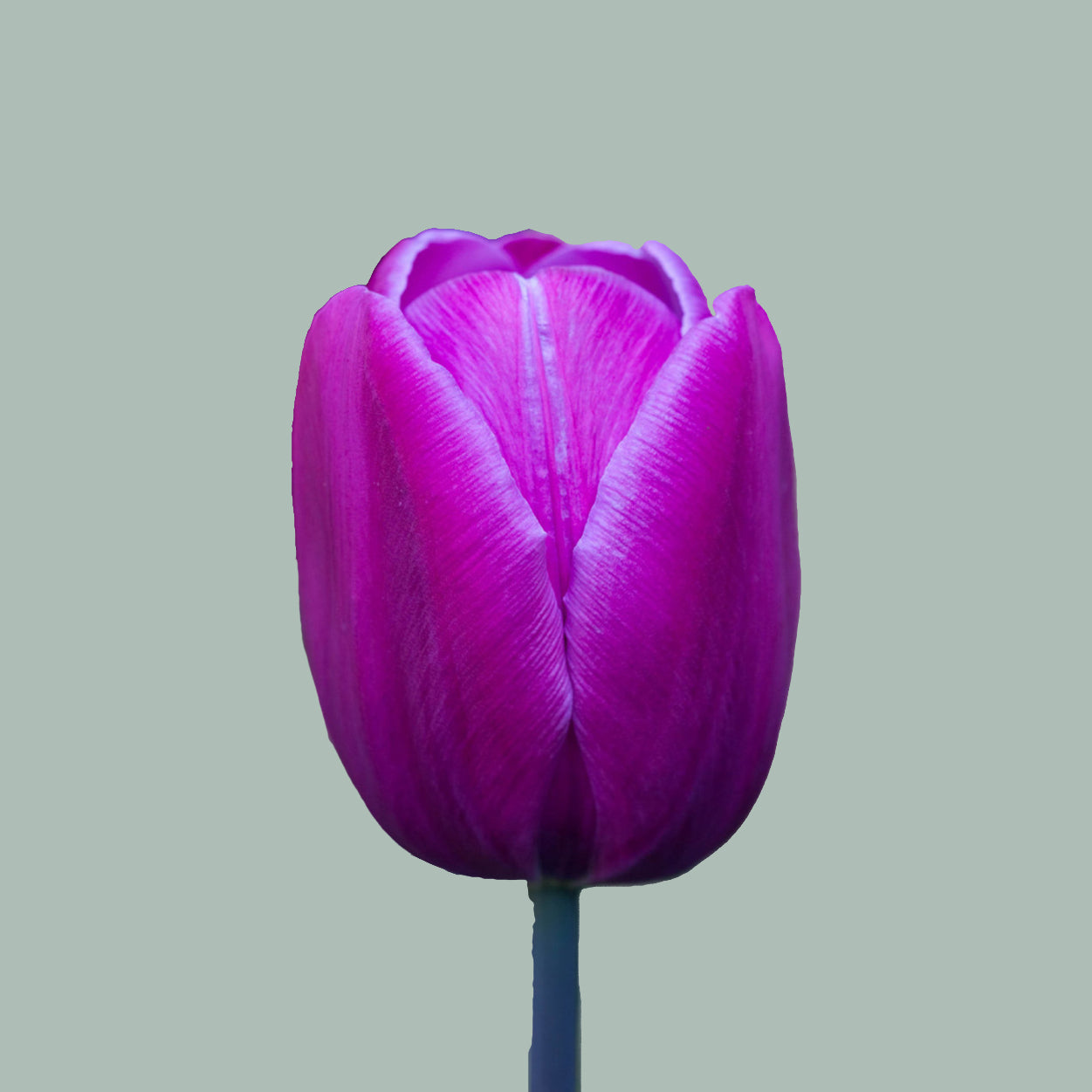 Tulip Blue Diamond (50 Stems)