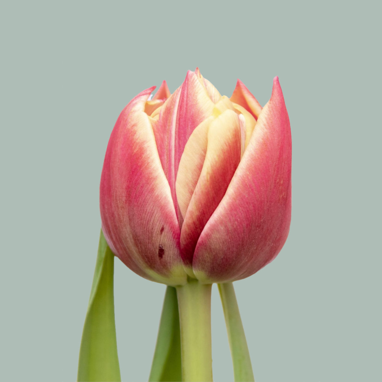 Tulip Columbus (50 Stems)