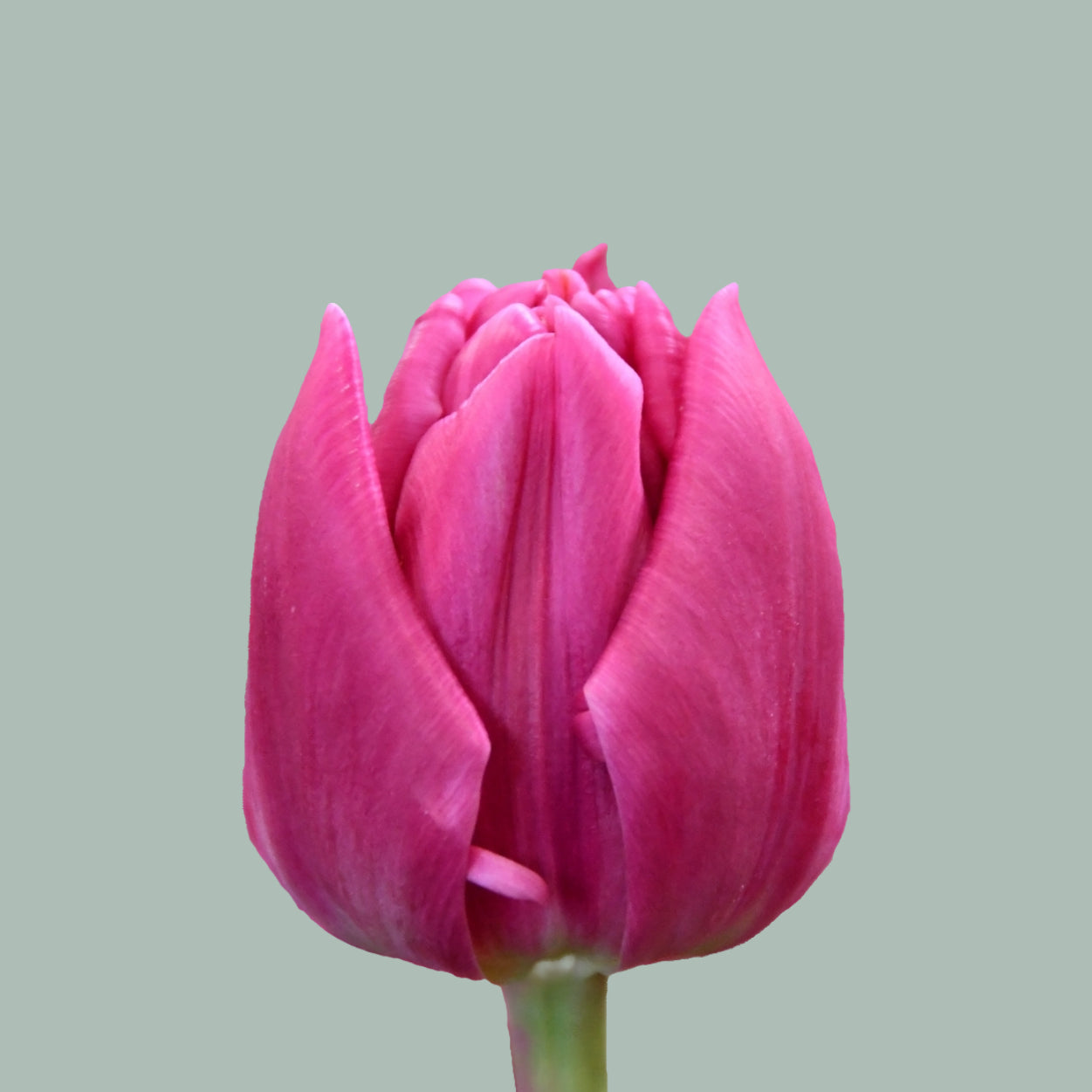 Tulip Double Princess (50 Stems)