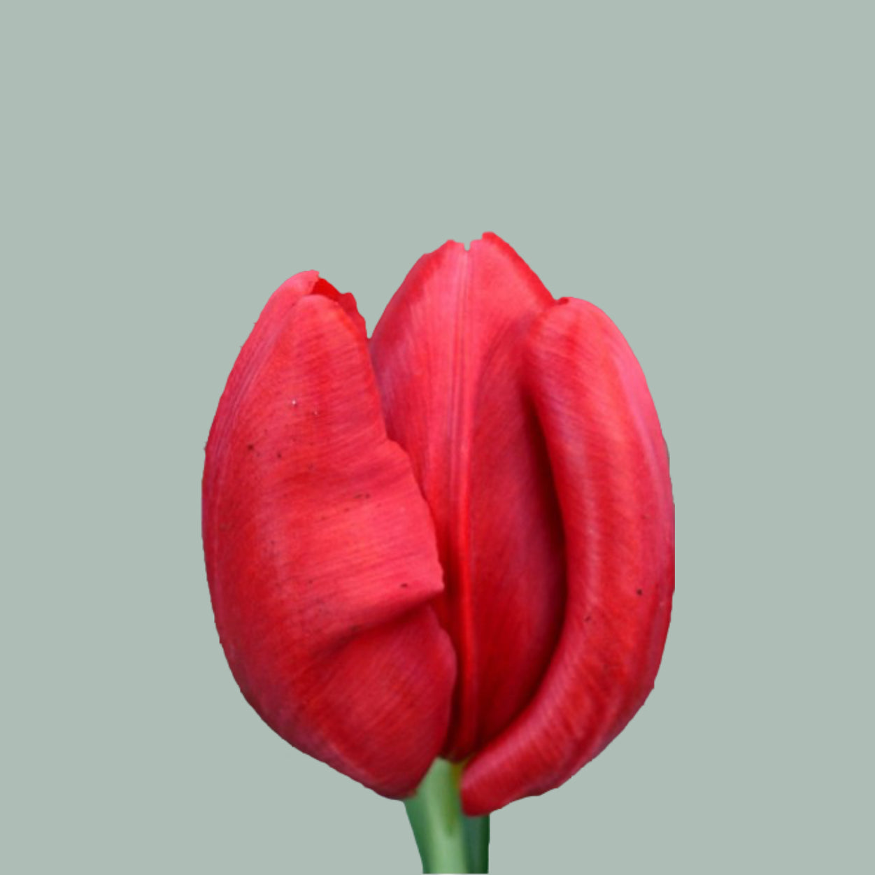 Tulip Double Twist (50 Stems)