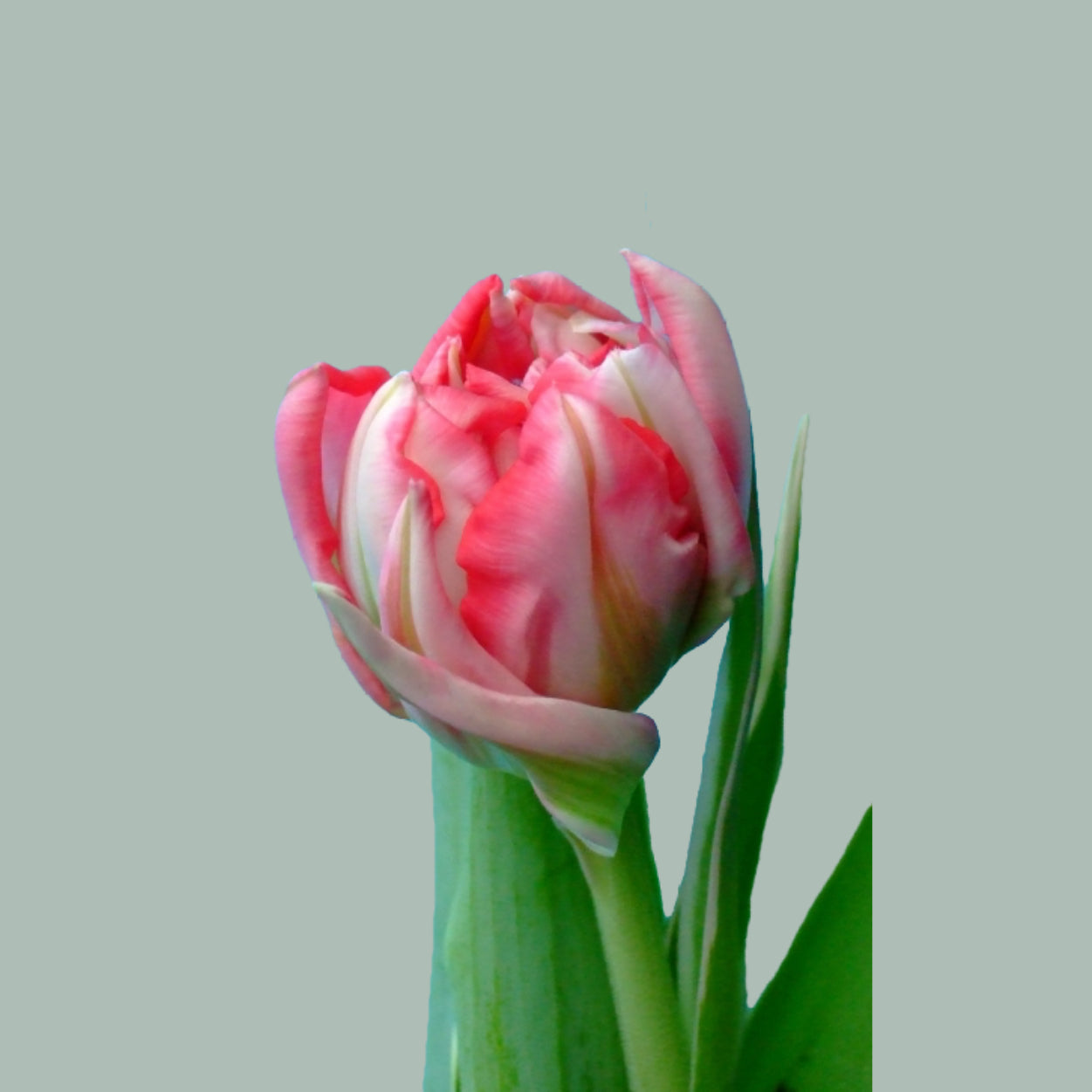 Tulip Flash Point (50 Stems)