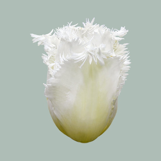 Tulip Honeymoon (50 Stems)