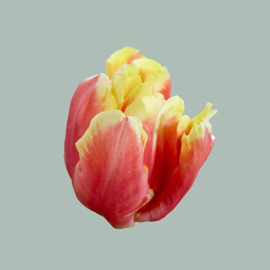Tulip Parrot DJ (50 Stems)