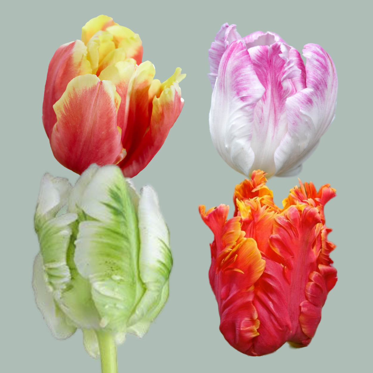Tulip Parrot Mixed (50 Stems)