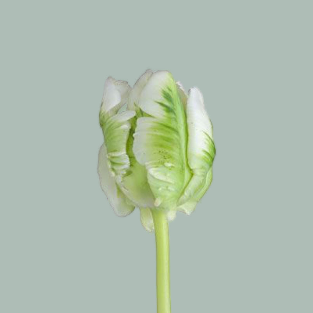 Parrot Tulip - Tulipa - Super Parrot