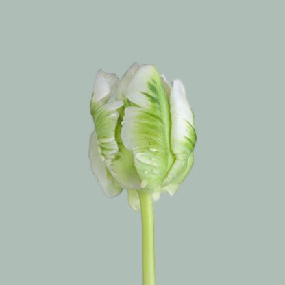 Parrot Tulip - Tulipa - Super Parrot