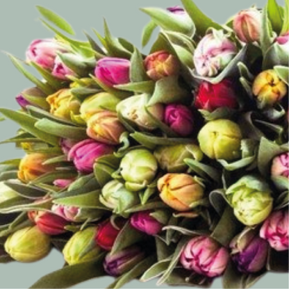 Tulip - Tulipa - Mixed