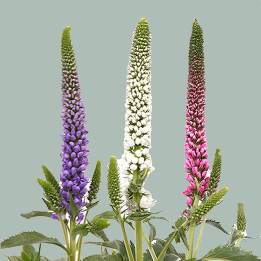 Veronica Smart Colours Mixed (25 Stems)