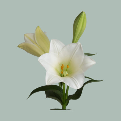Lily - Lilium longiflorum - Watch Up