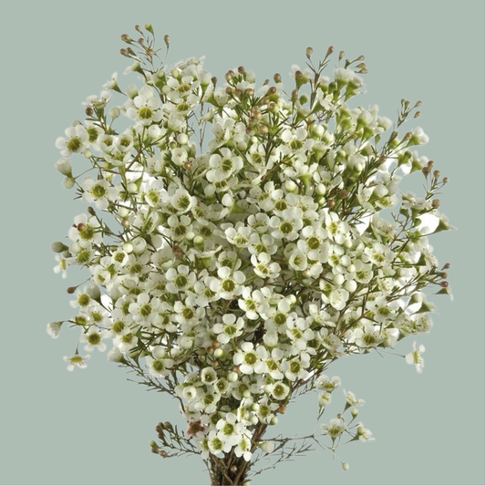 Waxflower White (25 Stems)