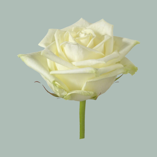 Rose White Naomi! (20 Stems)