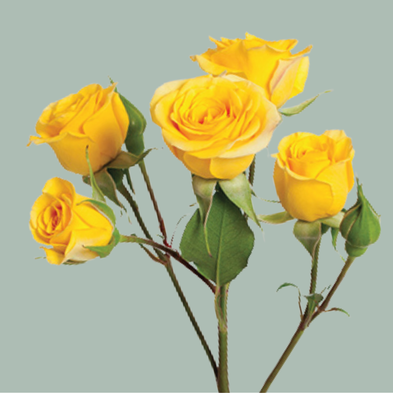 Spray Rose Yellow Babe (10 Stems)