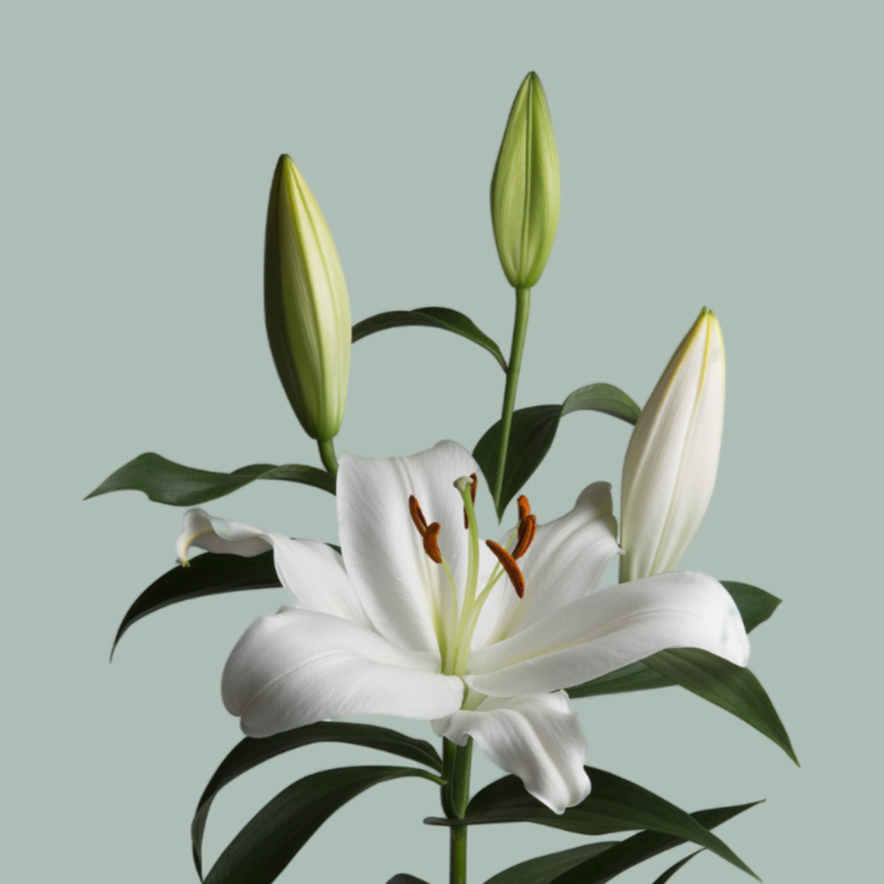 Lily Oriental Zambesi (10 Stems)