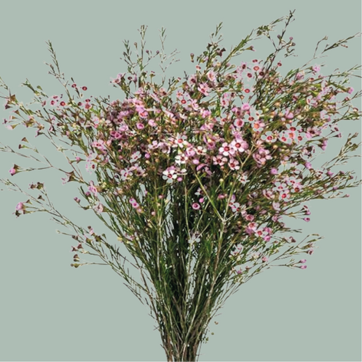Waxflower Kerryn (25 Stems)