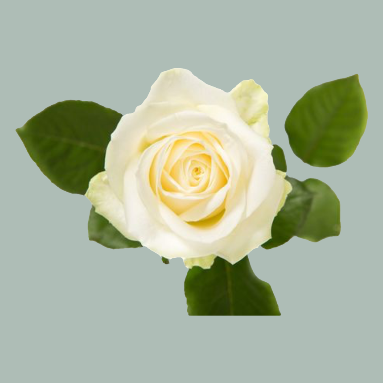 White Rose With Stem